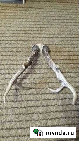 Рога косули Челябинск - изображение 1