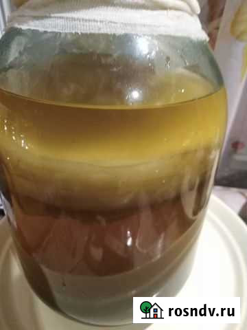 Продам чайный гриб Свободный - изображение 1