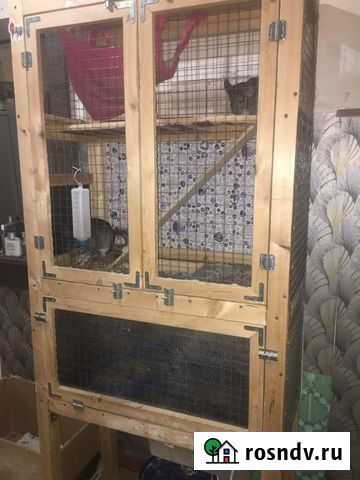 Шиншилла Липецк - изображение 1