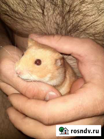 Сирийский хомяк с клеткой Подольск - изображение 1