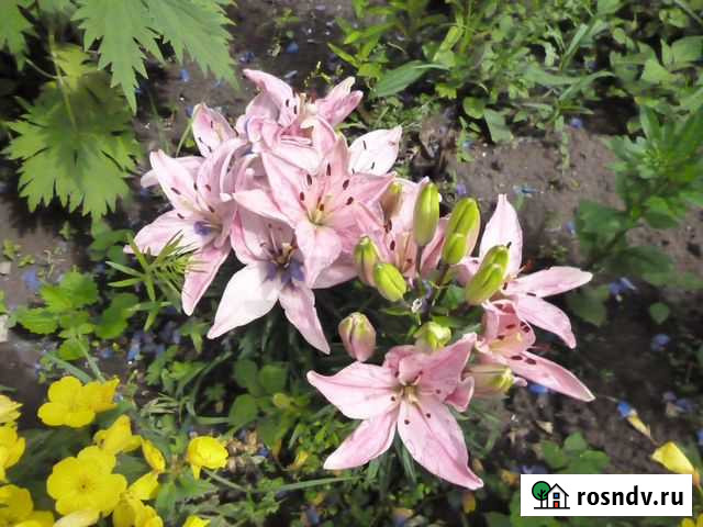 Пуговицы Уфа - изображение 1