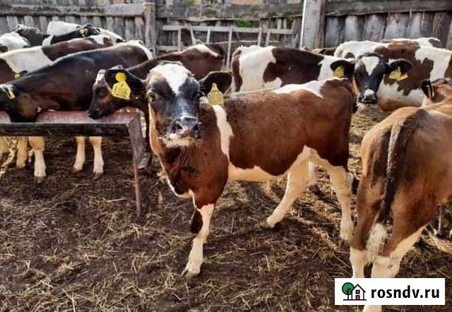 Продаем бычки Тихорецк - изображение 1