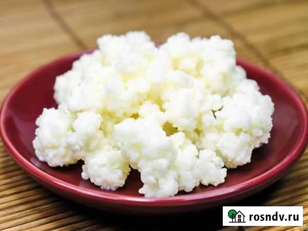 Молочный гриб Коломна - изображение 1