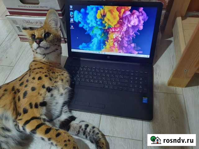 Игровой ноутбук с Гарантией, ssd Ярославль - изображение 1