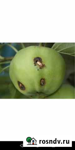 Обработка сада Кинель-Черкассы - изображение 1