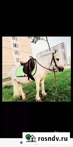 Пони на ваш праздник Одинцово - изображение 1