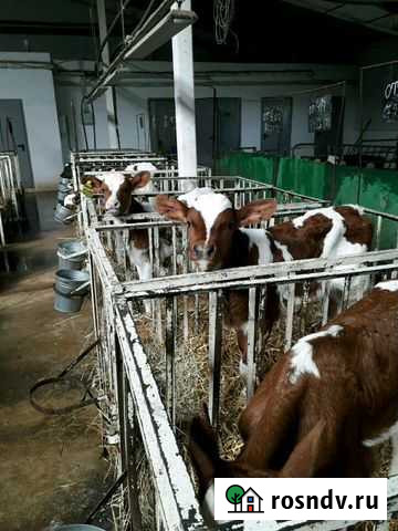 Бычки Хлевное - изображение 1