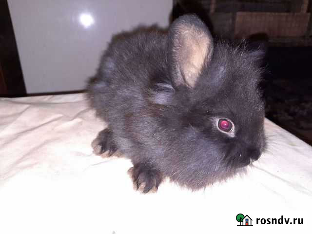 Кролик Казань - изображение 1