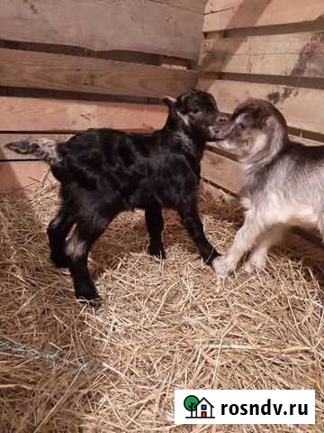 Козлик Ламанча Елец - изображение 1