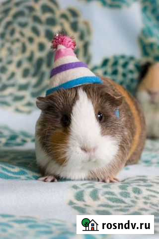 Морские свинки (Клетки, Аксессуары, Доставка) Москва - изображение 1