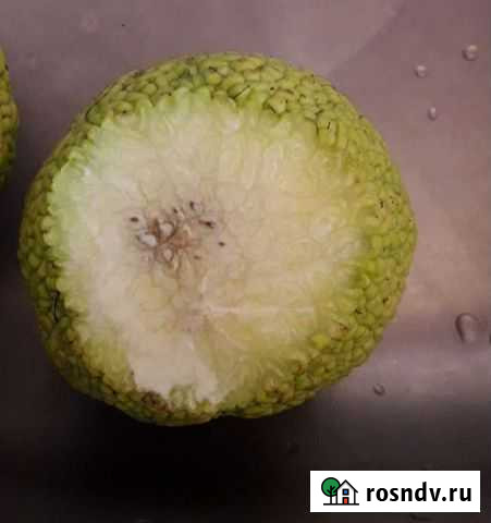 Адамово яблоко (маклюра) Екатеринбург - изображение 1