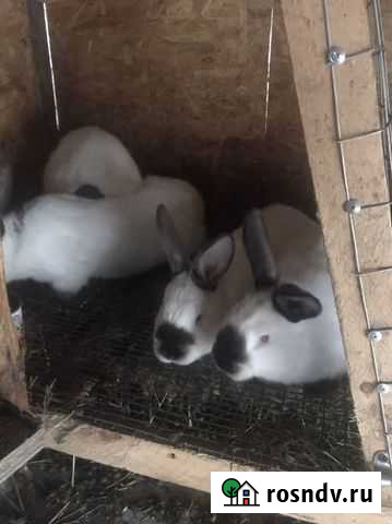 Кролик Азов - изображение 1