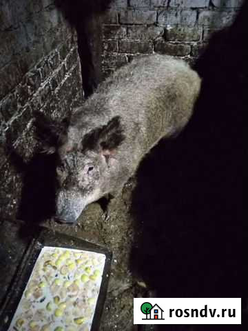 Мангалица Нерехта - изображение 1