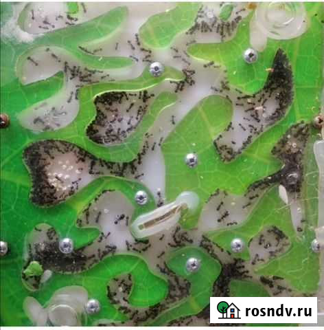 Муравьиная ферма с формикарием Асбест - изображение 1