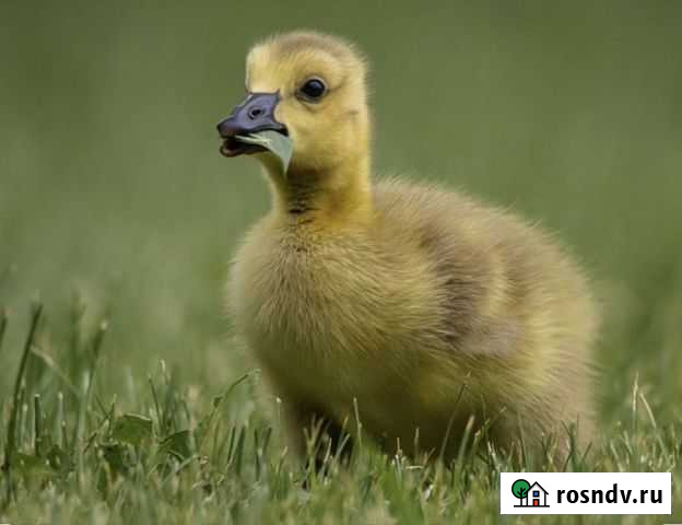 Гусята Серая Крупная Энем - изображение 1