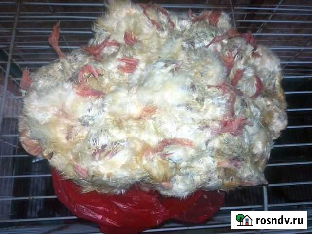 Замороженные суточные цыплята на корм Хабаровск - изображение 1