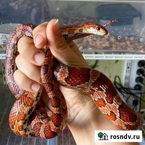 Передержка змей, ящериц и попугаев Челябинск - изображение 1