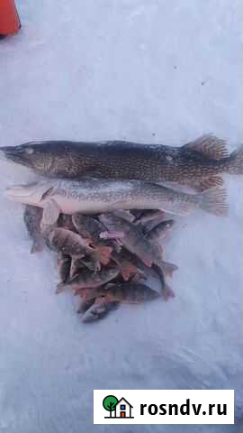 Продаю щуку,окунь Улан-Удэ - изображение 1