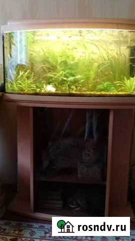 Аквариум Краснодар - изображение 1