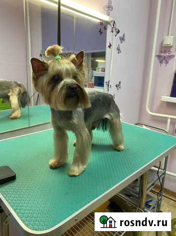 Грумминг Нижний Новгород - изображение 1