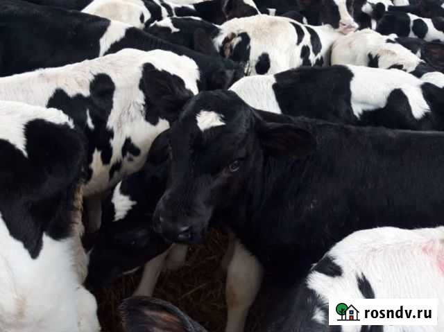 Продаём телят помесь с Абердином Белая Глина - изображение 1