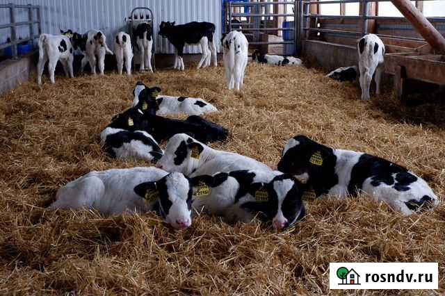 Бычки телята с доставкойй Бирск - изображение 1