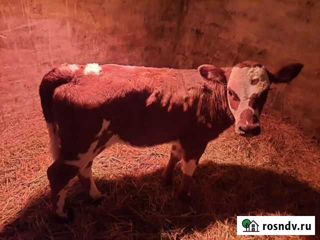 Тёлочка молочной породы Рощинский - изображение 1
