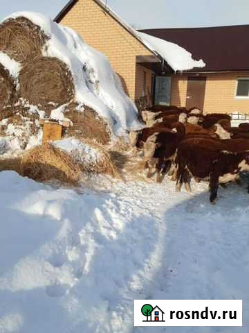 Бычки бело головые Нурлат - изображение 1