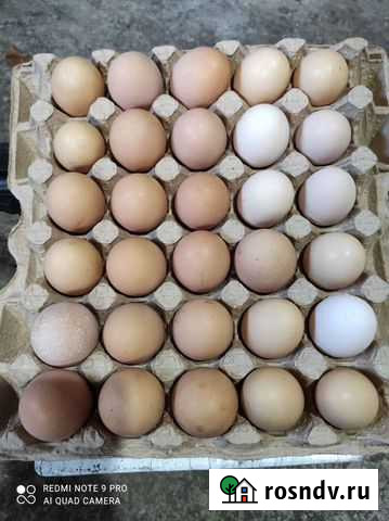 Домашние куриные яйца Беслан - изображение 1