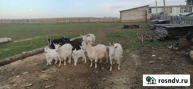 Козы с козлятами Барда - изображение 1