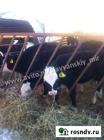 Телята бычки мясные для откорма Егорлыкская - изображение 1