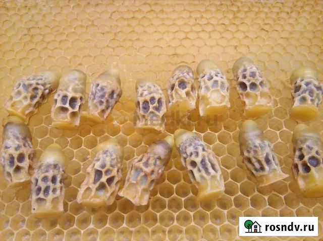 Маточное молочко Курск - изображение 1