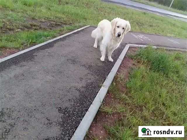 Выгул и передежка собак маленькой породы Пермь - изображение 1