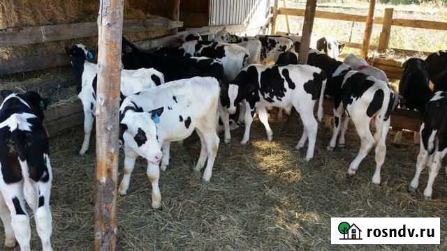 Бычки Телята чёрно рябые Песчанокопское - изображение 1