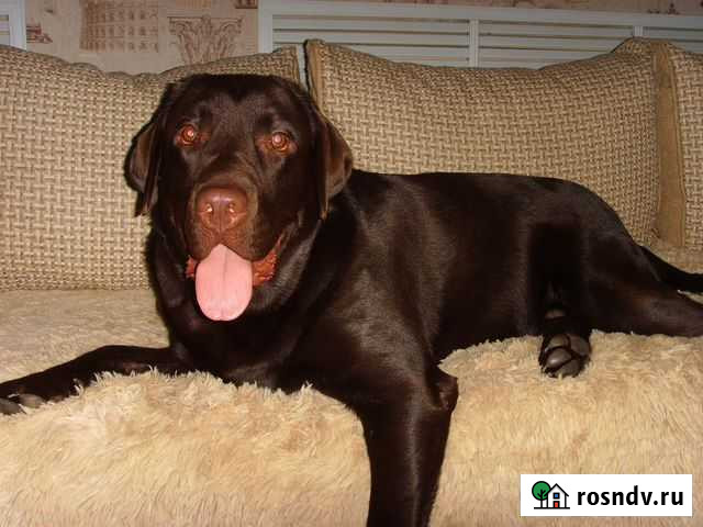 Вязка Лабрадор-ретривер Старый Оскол - изображение 1