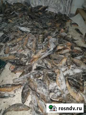 Ротан Челябинск - изображение 1