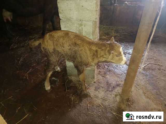 Телёнок Аксай - изображение 1