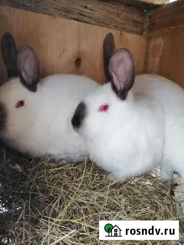 Кролики Старый Оскол - изображение 1