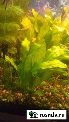 Эхинодорусы Краснодар - изображение 1