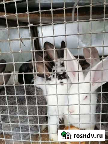 Кролики Кашира - изображение 1