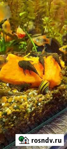 Пецилия, моллинезия, гуппи. Растения Ростов-на-Дону - изображение 1