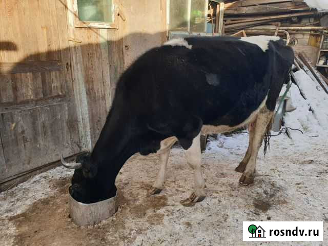Корова Радица-Крыловка - изображение 1