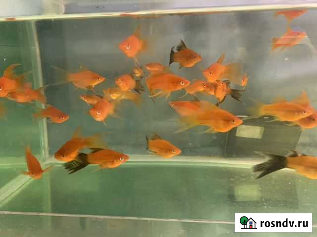 Молинезии,меченосцы,гуппи,пецилии Черногорск - изображение 1