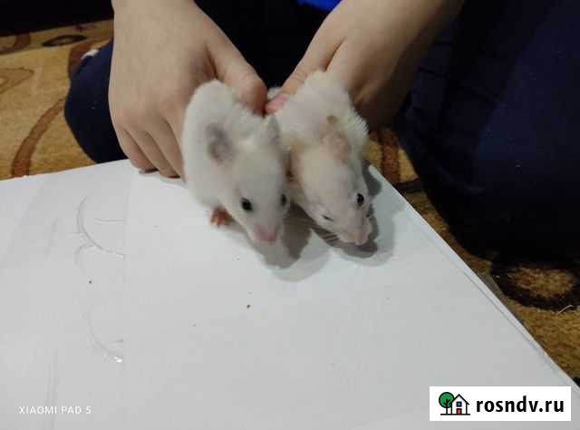 Продам хомяка Тверь - изображение 1