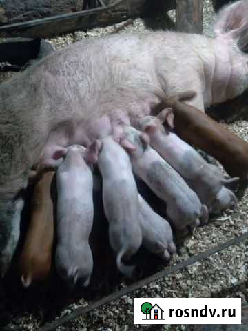 Петренчики Знаменское - изображение 1