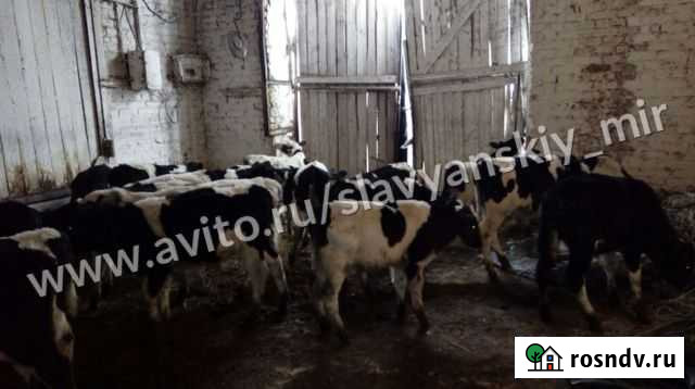 Бычки телята Глубокий - изображение 1