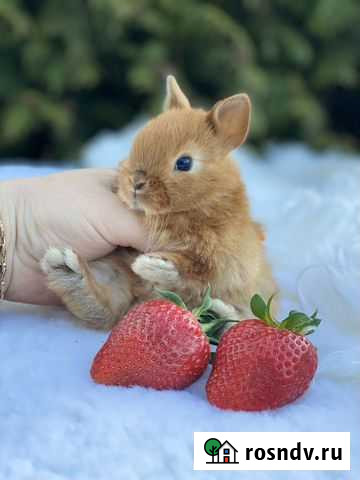 Элитные мини кролики Москва - изображение 1