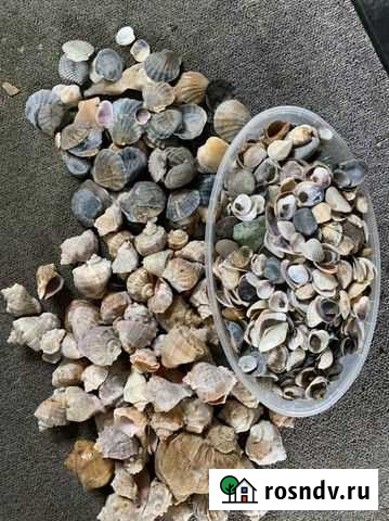 Морские ракушки Нижневартовск - изображение 1