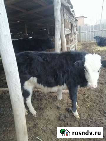 Бык Тарумовка - изображение 1