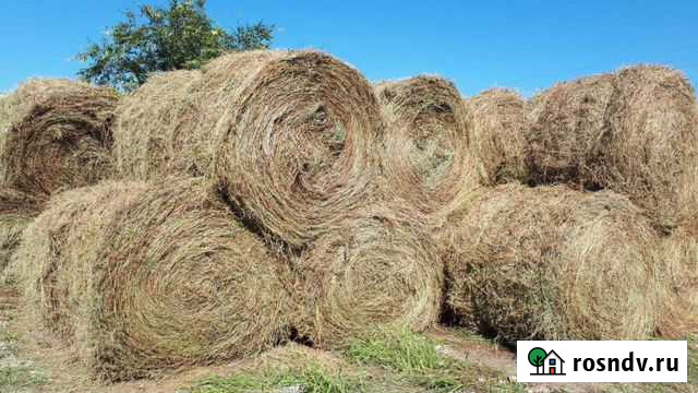 Сено Свободный - изображение 1
